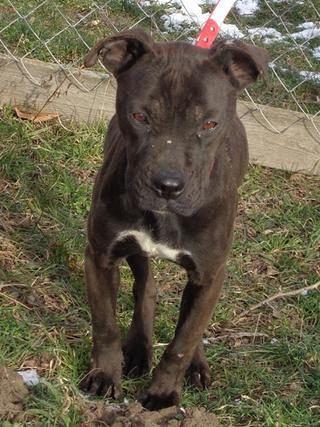 Kim, Stafford-Bullterrier-Mischlingshündin, ca. 1 Jahr 20976036dr