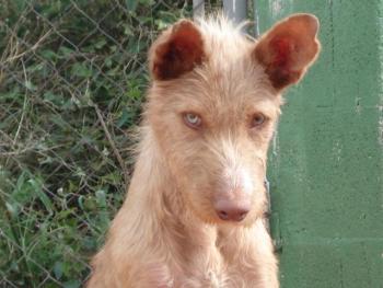 Infos ber TS in Spanien...sos-Galgos.net 2099697