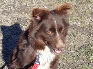 Shiva, Border-Collie-Mischlingshündin, ca. 2 Jahre 21042860bh