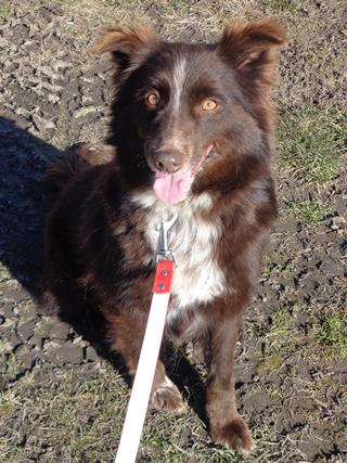 Shiva, Border-Collie-Mischlingshündin, ca. 2 Jahre 21042872ba