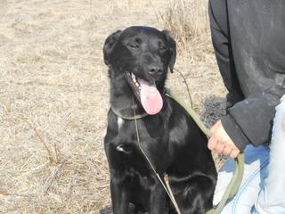 Lucky Luke, Labradormischlingsrüde, ca. 2 Jahre 21122596hv