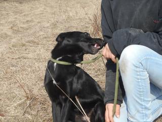 Lucky Luke, Labradormischlingsrüde, ca. 2 Jahre 21122597ei