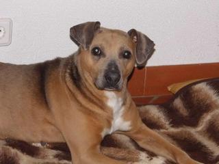 Mona, Staffordmischlingshündin, ca. 3 Jahre 21131356ml