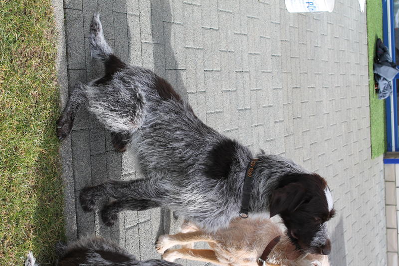 Milou : Griffon-Korthals oder Dt.-Drahthaar - Seite 3 21147194og