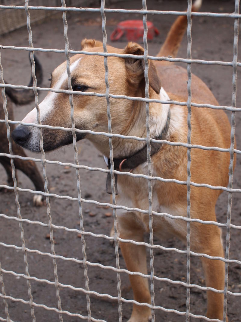 Panna - eine Bullterriermix-Hündin seit dem Welpenalter an im Tierheim... 21160521lg