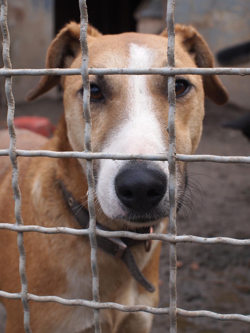 Panna - eine Bullterriermix-Hündin seit dem Welpenalter an im Tierheim... 21160522lb