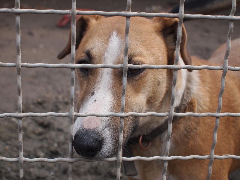 Panna - eine Bullterriermix-Hündin seit dem Welpenalter an im Tierheim... 21160526ya