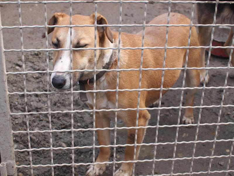 Panna - eine Bullterriermix-Hündin seit dem Welpenalter an im Tierheim... 21160528ng