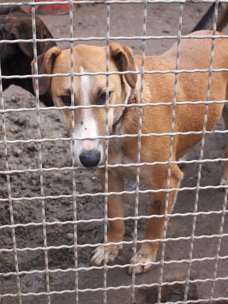 Panna - eine Bullterriermix-Hündin seit dem Welpenalter an im Tierheim... 21160577qw