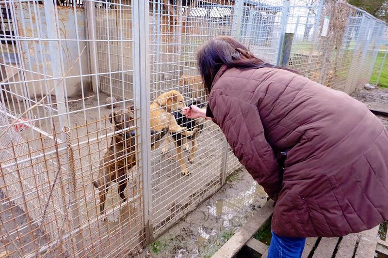 Pocok - ein Bullterriermix-Rüde seit dem Welpenalter an im Tierheim... 21160581ol