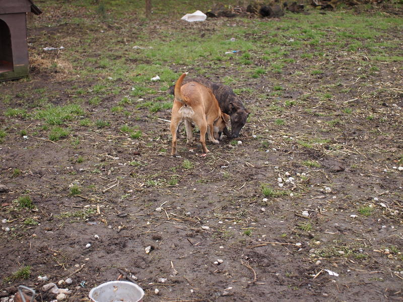 Pocok - ein Bullterriermix-Rüde seit dem Welpenalter an im Tierheim... 21160586kd