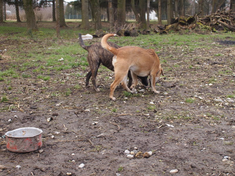 Panna - eine Bullterriermix-Hündin seit dem Welpenalter an im Tierheim... 21160587bs