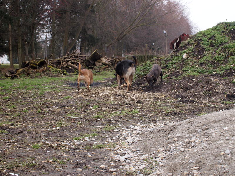 Pocok - ein Bullterriermix-Rüde seit dem Welpenalter an im Tierheim... 21160609fx