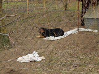 Cesar, Schäferhundmischlingsrüde, ca. 1 Jahr 21214361zz