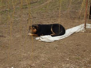 Cesar, Schäferhundmischlingsrüde, ca. 1 Jahr 21214362br