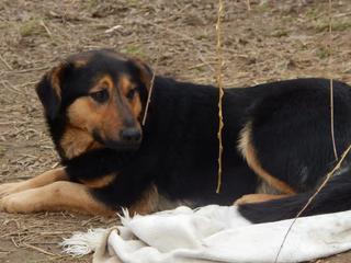 Cesar, Schäferhundmischlingsrüde, ca. 1 Jahr 21214363fs