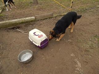 Cesar, Schäferhundmischlingsrüde, ca. 1 Jahr 21214368fw