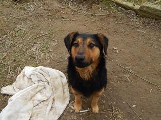 Cesar, Schäferhundmischlingsrüde, ca. 1 Jahr 21214371lk