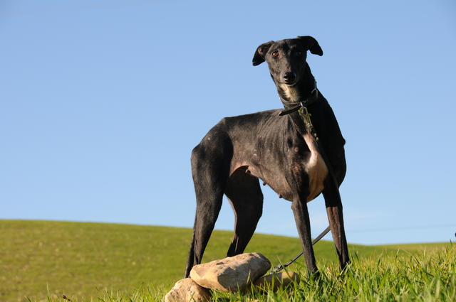 Galga JAÏS aus San Anton sucht ... 21292675xu