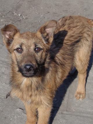 Fanni, Terriermischlingshündin, ca. 9 Monate 21309007fq