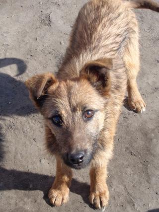 Fanni, Terriermischlingshündin, ca. 9 Monate 21309009rb