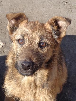 Fanni, Terriermischlingshündin, ca. 9 Monate 21309014ag