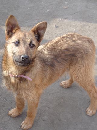 Fanni, Terriermischlingshündin, ca. 9 Monate 21395973mw