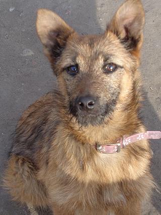 Fanni, Terriermischlingshündin, ca. 9 Monate 21395974sw