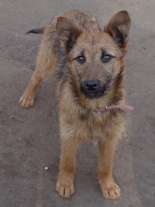 Fanni, Terriermischlingshündin, ca. 9 Monate 21395975cd