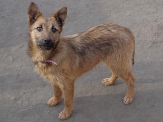 Fanni, Terriermischlingshündin, ca. 9 Monate 21395976jw