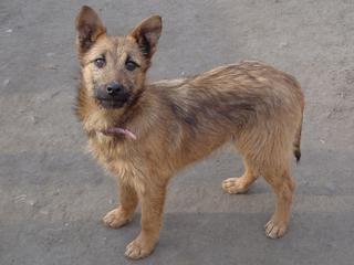 Fanni, Terriermischlingshündin, ca. 9 Monate 21395977qy