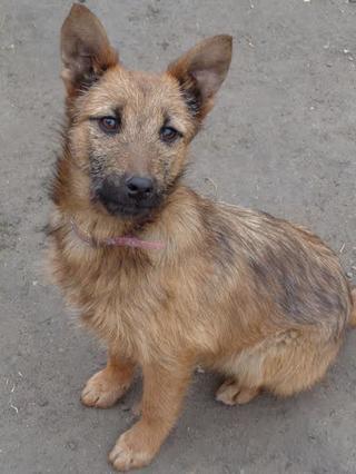 Fanni, Terriermischlingshündin, ca. 9 Monate 21395995jx