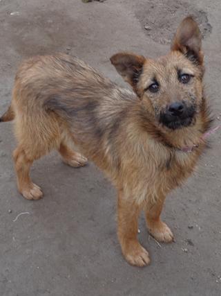 Fanni, Terriermischlingshündin, ca. 9 Monate 21395996vg