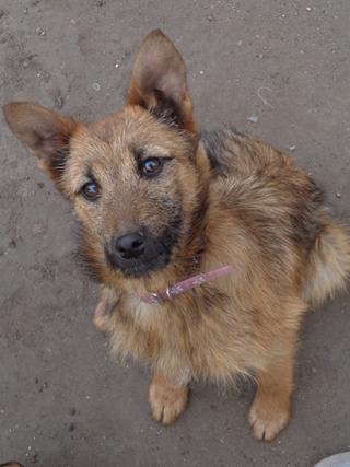 Fanni, Terriermischlingshündin, ca. 9 Monate 21395997vv