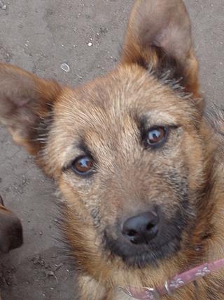 Fanni, Terriermischlingshündin, ca. 9 Monate 21396000gg