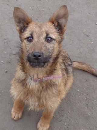 Fanni, Terriermischlingshündin, ca. 9 Monate 21396002yn