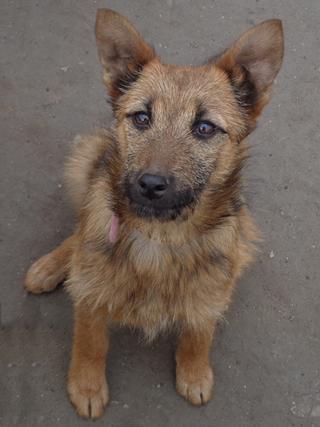 Fanni, Terriermischlingshündin, ca. 9 Monate 21396011ob