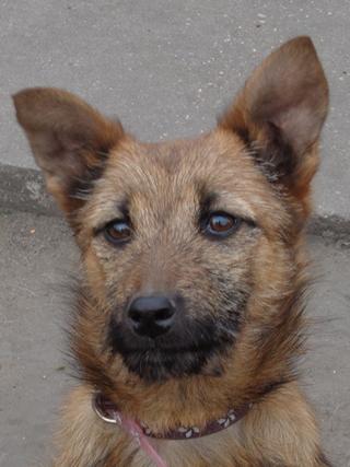 Fanni, Terriermischlingshündin, ca. 9 Monate 21396013fe