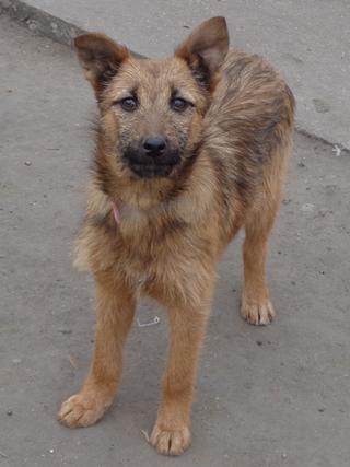 Fanni, Terriermischlingshündin, ca. 9 Monate 21396014rt