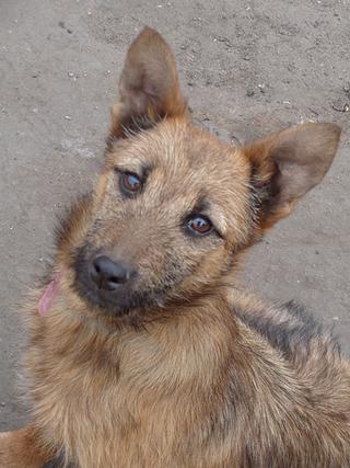 Fanni, Terriermischlingshündin, ca. 9 Monate 21396015lk