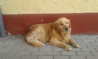 Amigo, Golden Retriever Rüde, ca. 5 Jahre 21493252pj