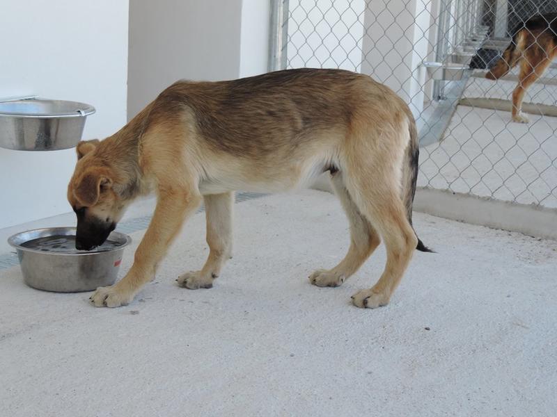 Bildertagebuch - Kito, junger und wunderschöner Hundejunge ... ein Hundekumpel fürs Leben - hat in Spanien sein ZUHAUSE gefunden! 21614567jb