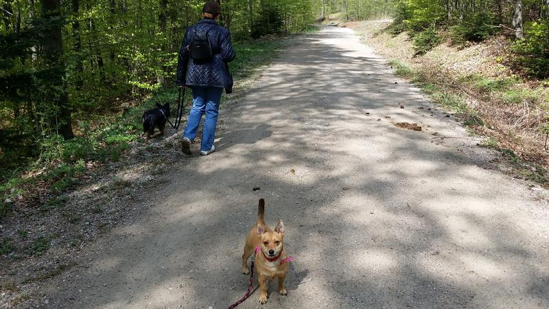 Dogtrekking Sulz im Wienerwald 18. + 19. 04. 2015  - Seite 3 21642269os