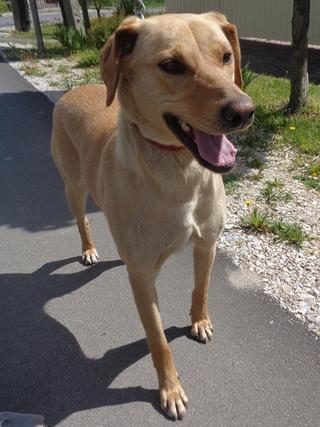 Rosie, Viszlamischlingshündin, ca. 1 Jahr 21681408pn