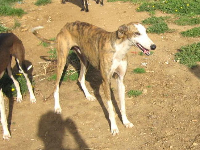 D: Galgo Careto aus Andalusien sucht dringend ... - Galgo-Lovers - 2168203