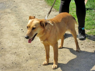 Daisy, Labradormischlingshündin, ca. 4 Jahre 21699136es