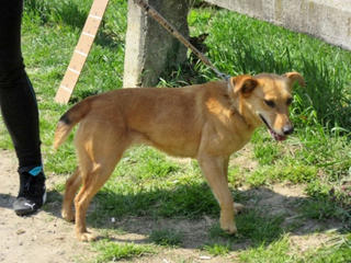 Daisy, Labradormischlingshündin, ca. 4 Jahre 21699137sc