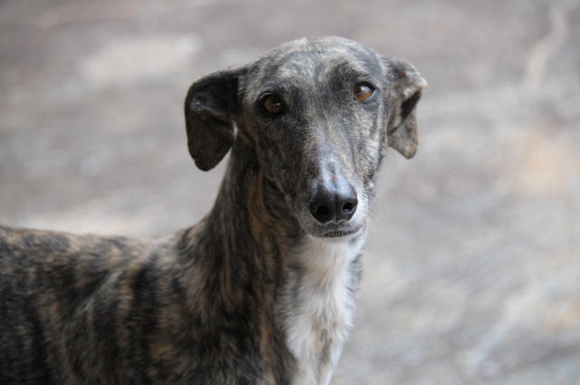 Galga ANI aus San Anton sucht ... 21744060jp