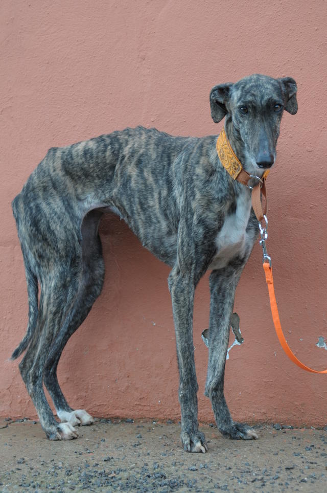 Galga ANI aus San Anton sucht ... 21744061eq