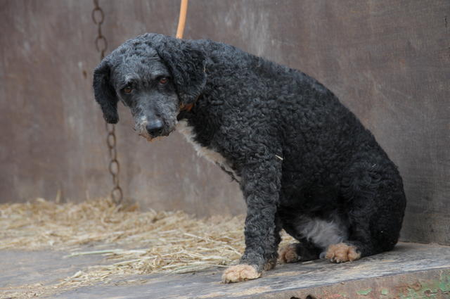 Wasserhündin LAMORA aus San Anton sucht ... 21744491jk